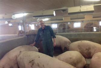 Arbejdsfoto, glad bonde med glade grise