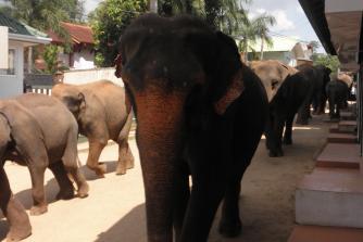 Ingen tur til Sri Lanka uden elefanter i Pinnawala Elephant Orphanage