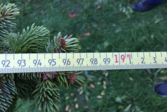 Træet måles