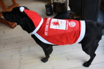 Hunden Cico er klar til næste års juleløb