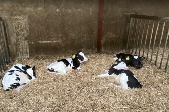 Små nyfødte kalve venter på "sortering"